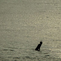 Laurent Schmitt - Noosa Head Surfer waiting